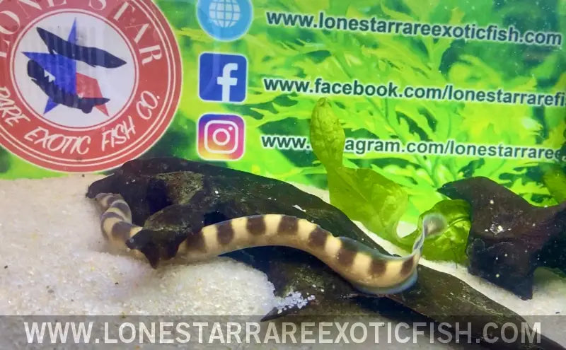 Tanganyikan Zebra Eel / Mastacembelus Sp ?Affinis Plagiostoma’ Live Freshwater Tropical Fish for Sale Online