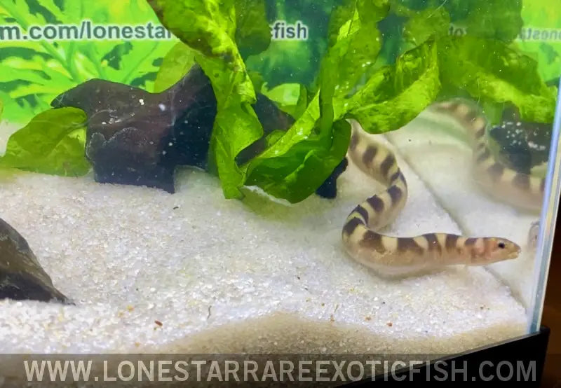 Tanganyikan Zebra Eel / Mastacembelus Sp ?Affinis Plagiostoma’ Live Freshwater Tropical Fish for Sale Online