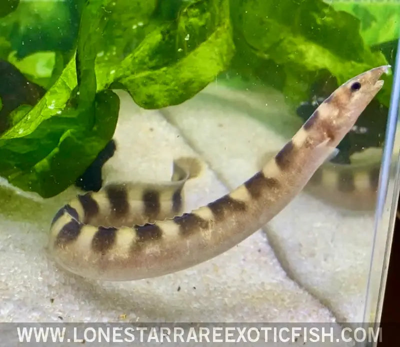 Tanganyikan Zebra Eel / Mastacembelus Sp ?Affinis Plagiostoma’ Live Freshwater Tropical Fish for Sale Online