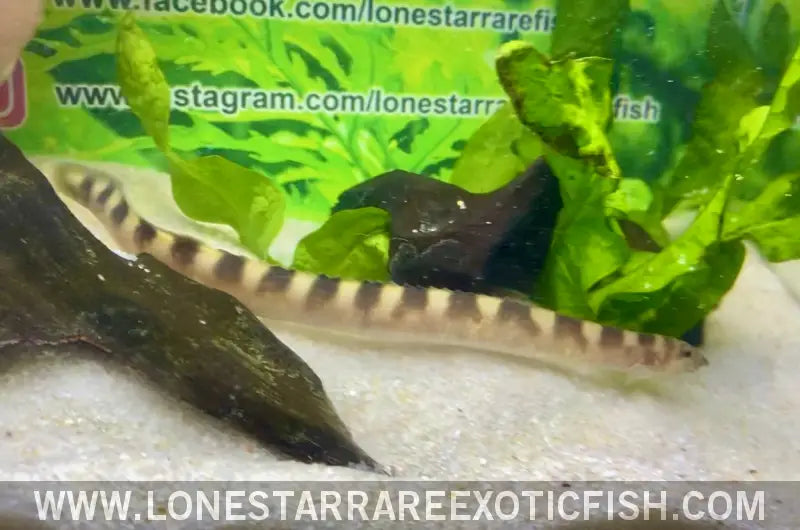 Tanganyikan Zebra Eel / Mastacembelus Sp ?Affinis Plagiostoma’ Live Freshwater Tropical Fish for Sale Online