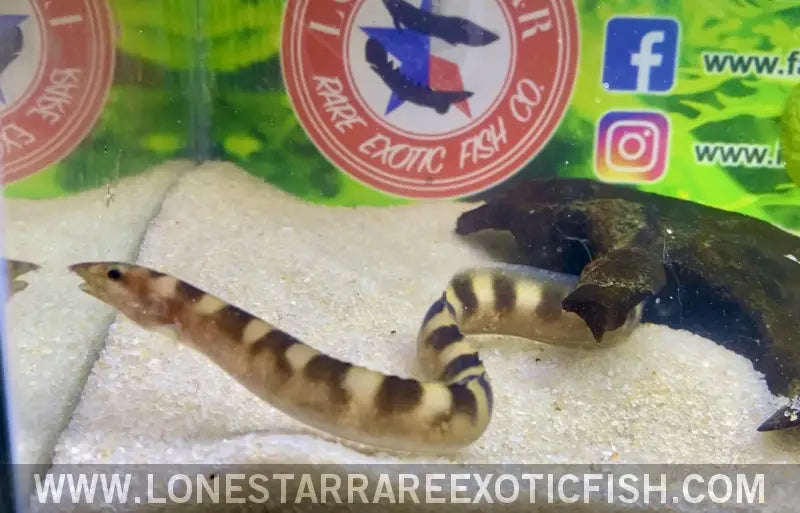 Tanganyikan Zebra Eel / Mastacembelus Sp ?Affinis Plagiostoma’ Live Freshwater Tropical Fish for Sale Online