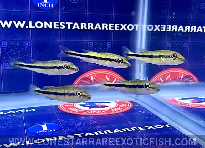 Temensis Peacock Bass / Cichla Temensis Live Freshwater Tropical Fish for Sale Online