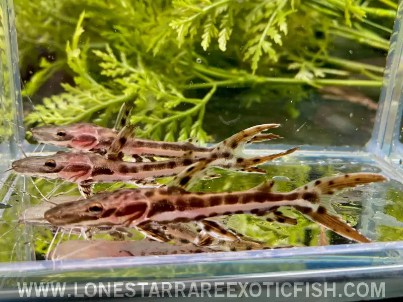 Tiger Shovelnose Catfish / Pseudoplatystoma Fasciatum Live Freshwater Tropical Fish for Sale Online