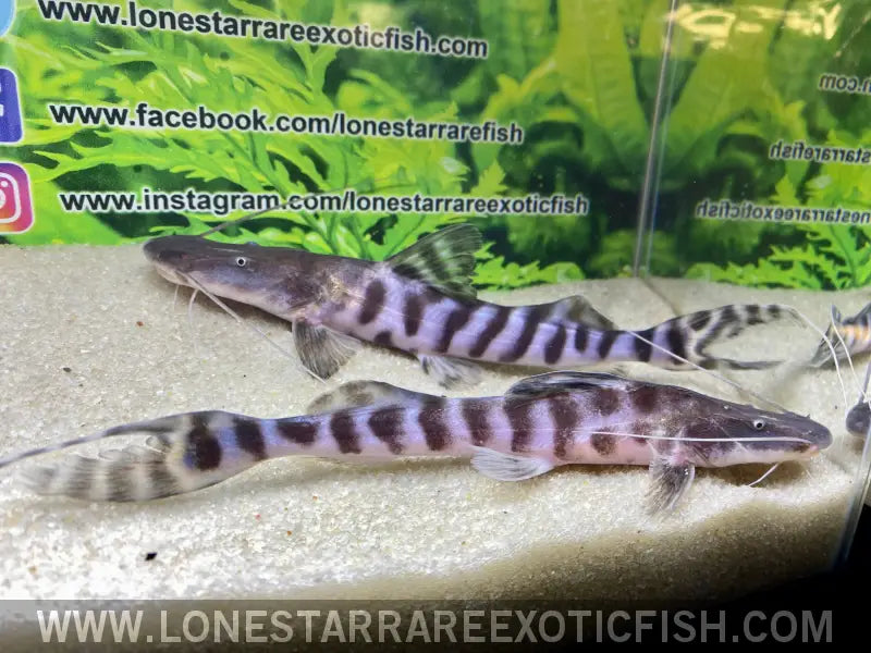 Tigrinus Catfish / Brachyplatystoma Tigrinum Live Freshwater Tropical Fish for Sale Online