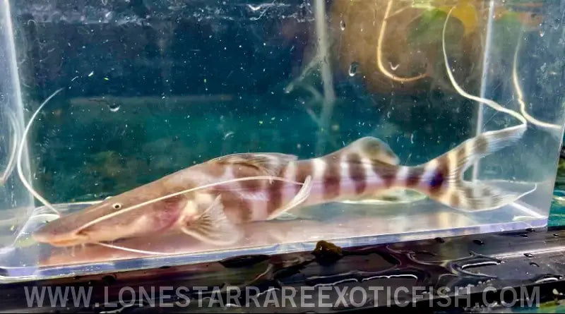 Tigrinus Catfish / Brachyplatystoma Tigrinum Live Freshwater Tropical Fish for Sale Online