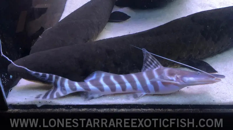 Tigrinus Catfish / Brachyplatystoma Tigrinum Live Freshwater Tropical Fish for Sale Online