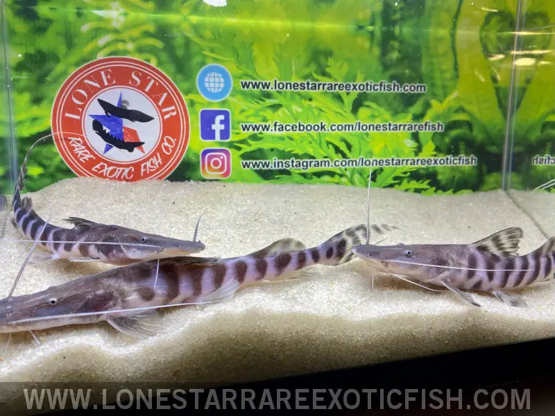 Tigrinus Catfish / Brachyplatystoma Tigrinum Live Freshwater Tropical Fish for Sale Online