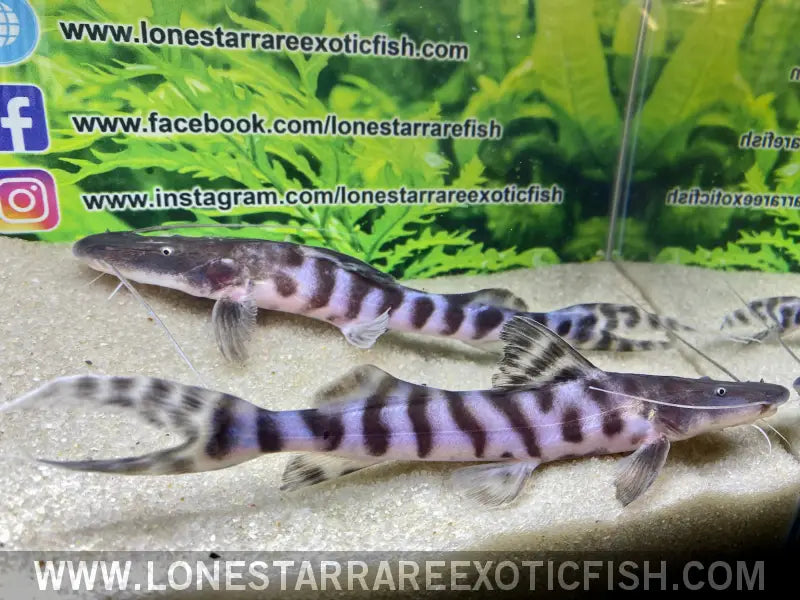 Tigrinus Catfish / Brachyplatystoma Tigrinum Live Freshwater Tropical Fish for Sale Online