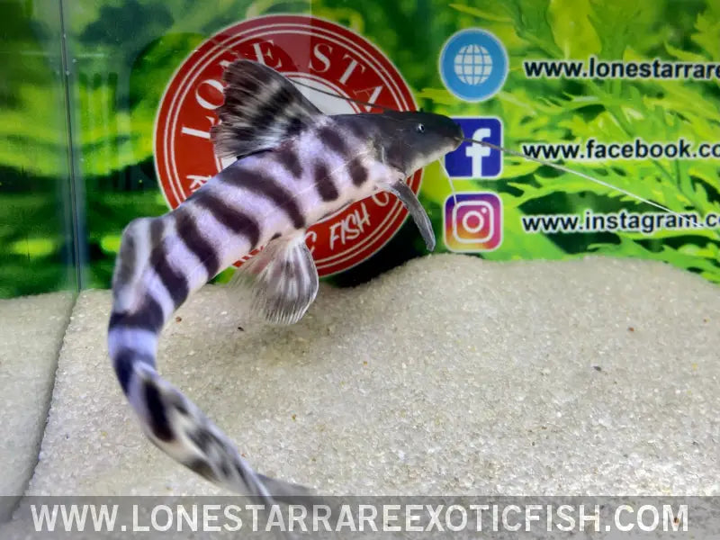 Tigrinus Catfish / Brachyplatystoma Tigrinum Live Freshwater Tropical Fish for Sale Online