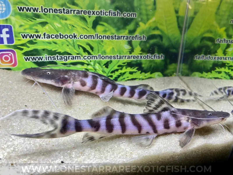 Tigrinus Catfish / Brachyplatystoma tigrinum For Sale Online | Lone Star Rare Exotic Fish Co.