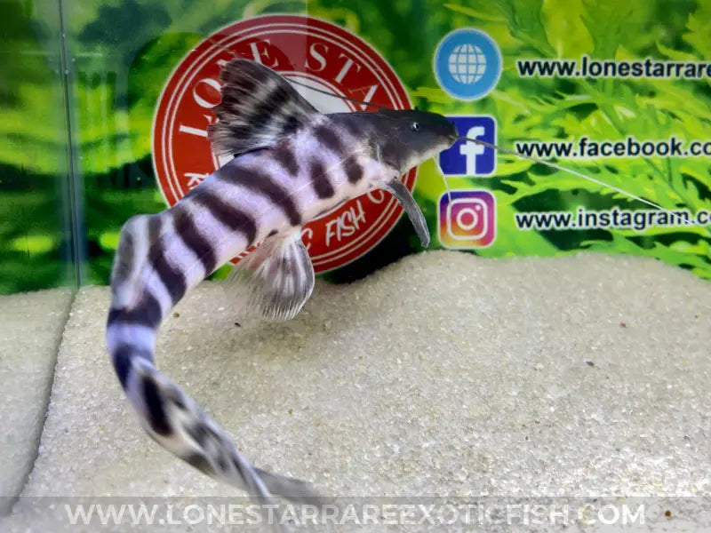 Tigrinus Catfish / Brachyplatystoma tigrinum For Sale Online | Lone Star Rare Exotic Fish Co.