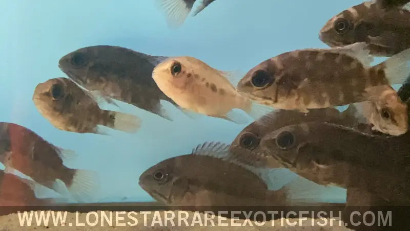 True Parrot Cichlid / Hoplarchus Psittacus Live Freshwater Tropical Fish for Sale Online