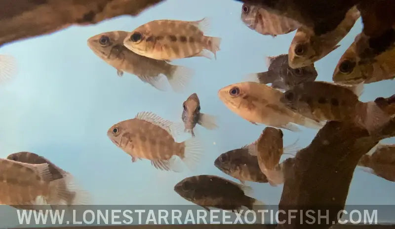 True Parrot Cichlid / Hoplarchus Psittacus Live Freshwater Tropical Fish for Sale Online
