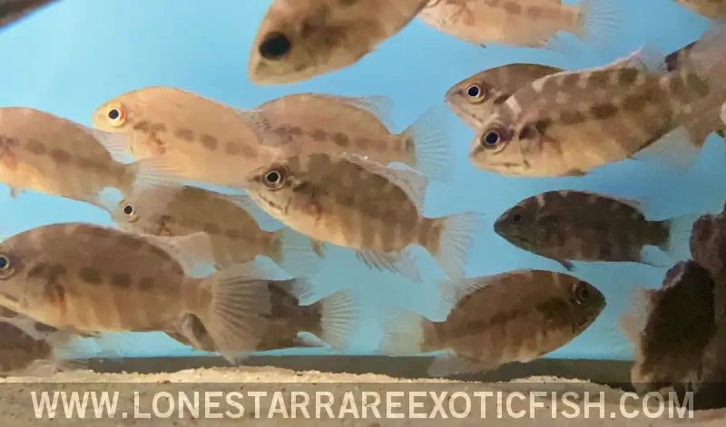 True Parrot Cichlid / Hoplarchus Psittacus Live Freshwater Tropical Fish for Sale Online