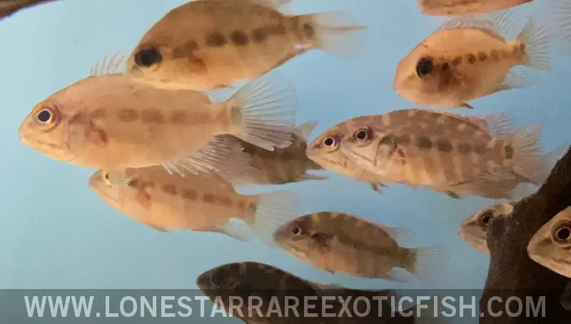 True Parrot Cichlid / Hoplarchus Psittacus Live Freshwater Tropical Fish for Sale Online