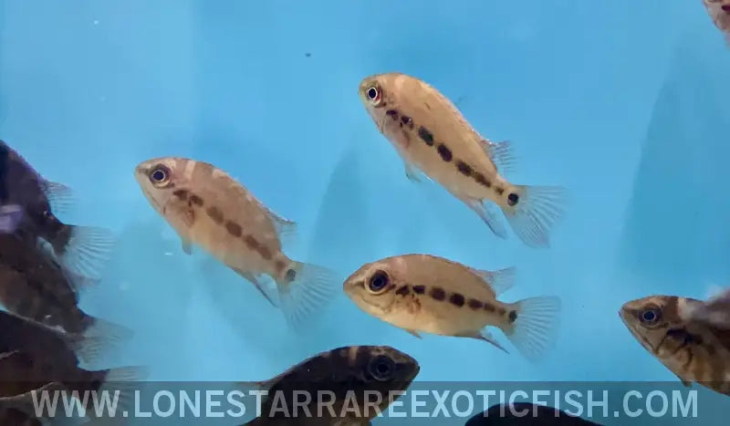 True Parrot Cichlid / Hoplarchus Psittacus Live Freshwater Tropical Fish for Sale Online