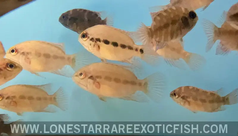 True Parrot Cichlid / Hoplarchus Psittacus Live Freshwater Tropical Fish for Sale Online