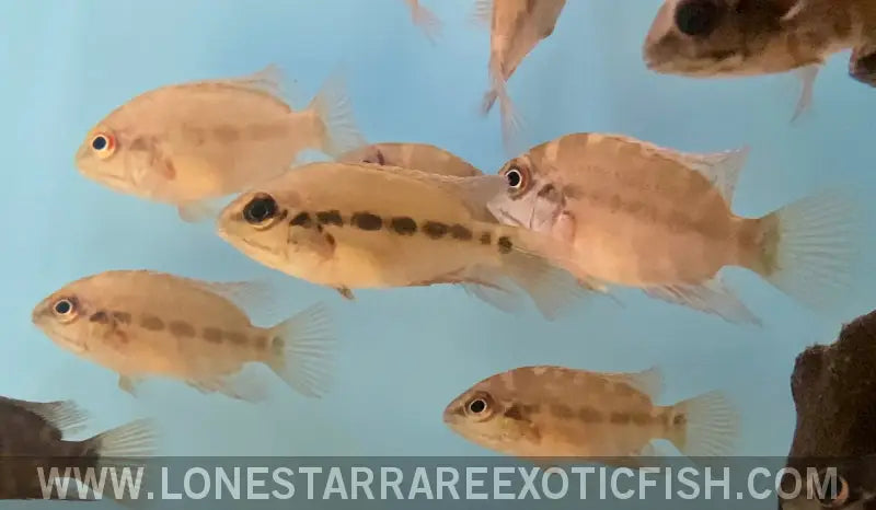 True Parrot Cichlid / Hoplarchus Psittacus Live Freshwater Tropical Fish for Sale Online