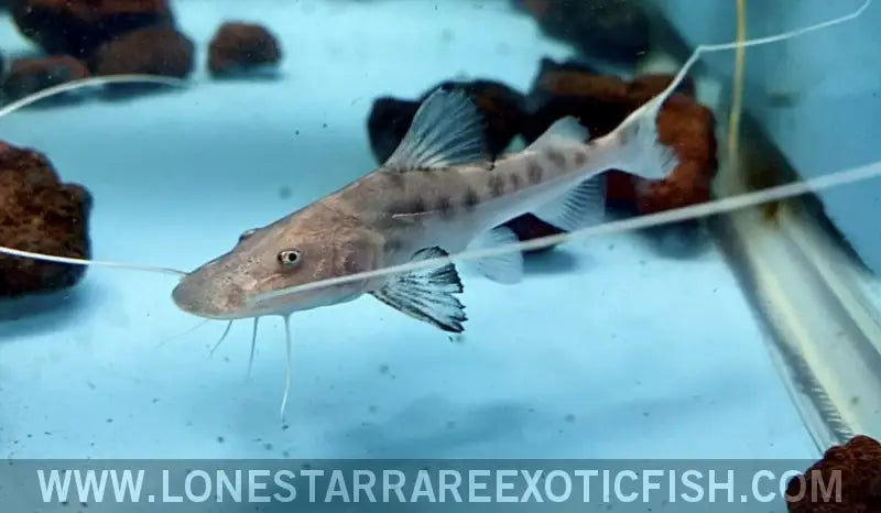 True Piraiba Catfish / Brachyplatystoma Filamentosum Live Freshwater Tropical Fish for Sale Online