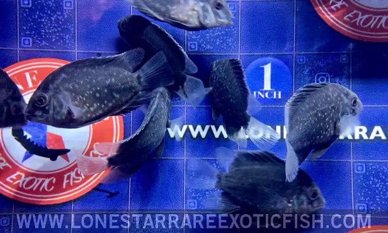 Uaru Cichlid / Uaru Amphiacanthoides Live Freshwater Tropical Fish for Sale Online