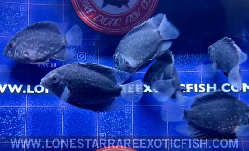 Uaru Cichlid / Uaru Amphiacanthoides Live Freshwater Tropical Fish for Sale Online