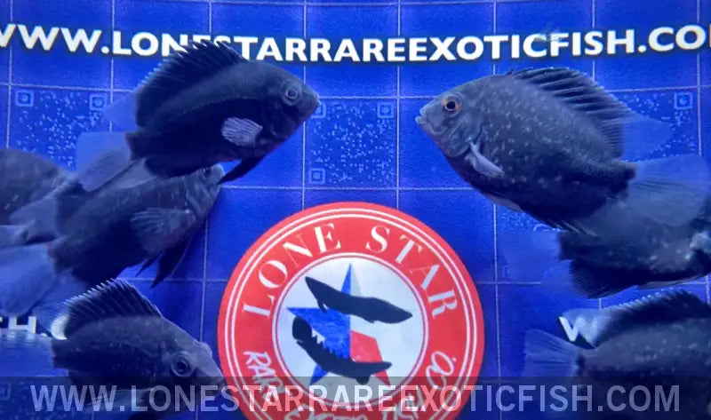 Uaru Cichlid / Uaru Amphiacanthoides Live Freshwater Tropical Fish for Sale Online