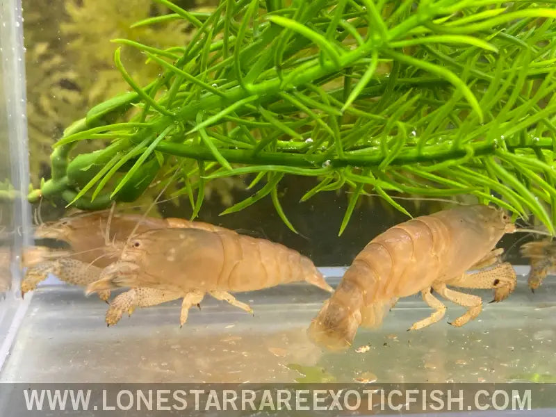 Vampire Shrimp / African Filter Shrimp / Atya Gabonensis Live Freshwater Tropical Fish for Sale Online