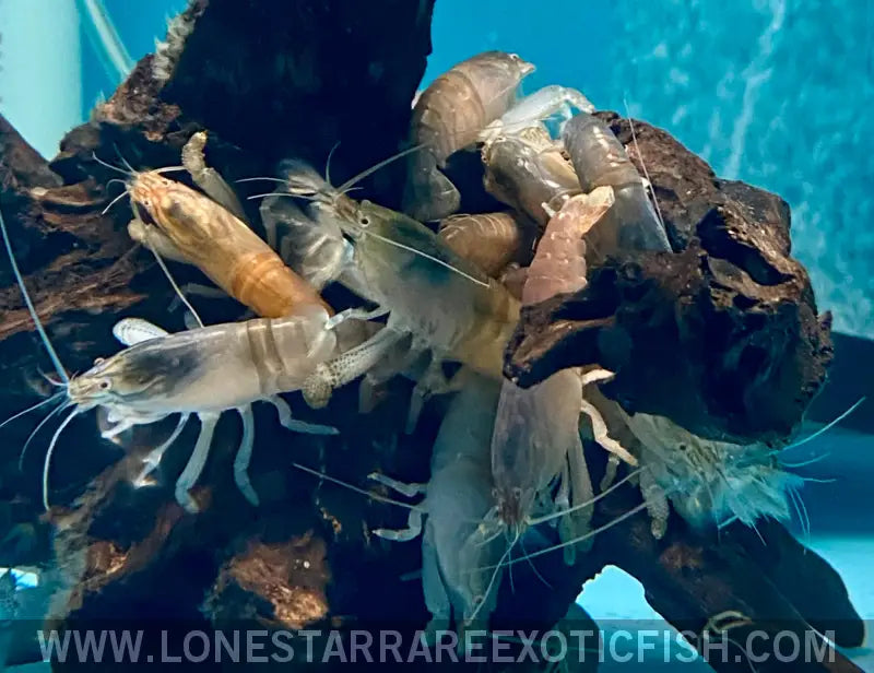 Vampire Shrimp / African Filter Shrimp / Atya Gabonensis Live Freshwater Tropical Fish for Sale Online