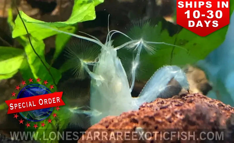 Vampire shrimp (Atya gabonensis) with fan-like front legs raised, perched on red rock beside plants