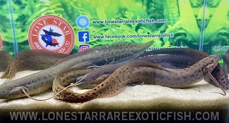 West African Lungfish / Protopterus Annectens Live Freshwater Tropical Fish for Sale Online
