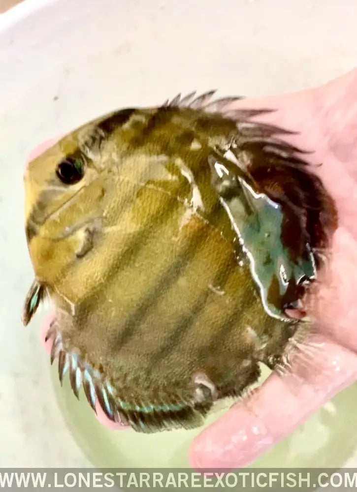 Wild Caught Red Eye Discus Live Freshwater Tropical Fish for Sale Online