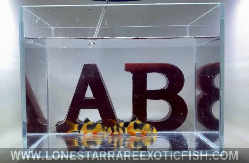 Oddball Clown Loaches - Wysiwyg Live Freshwater Tropical Fish for Sale Online