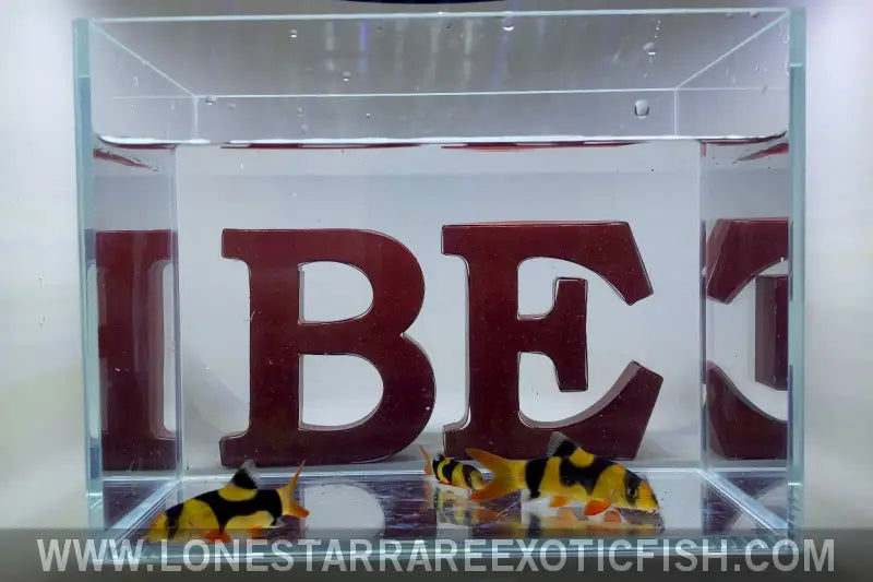Oddball Clown Loaches - Wysiwyg Live Freshwater Tropical Fish for Sale Online
