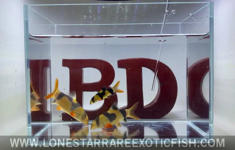 Oddball Clown Loaches - Wysiwyg Live Freshwater Tropical Fish for Sale Online