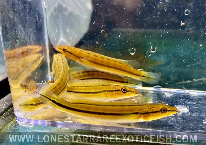Xingu i Orange Pike Cichlid / Crenicichla Sp. Live Freshwater Tropical Fish for Sale Online