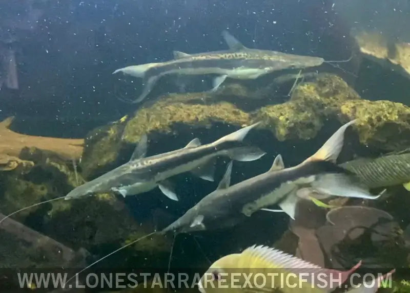 Xl 12-18”* Lima Shovelnose Catfish - Group of 3 Wysiwyg Live Freshwater Tropical Fish for Sale Online