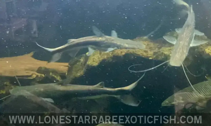 Xl 12-18”* Lima Shovelnose Catfish - Group of 3 Wysiwyg Live Freshwater Tropical Fish for Sale Online