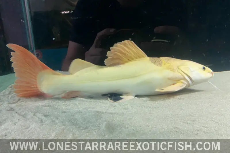 Xl Platinum Red Tail Catfish - Wysiwyg (pick Up or Ship at Buyers Risk) Live Freshwater Tropical Fish for Sale Online