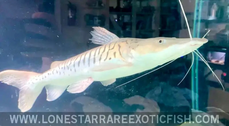 Xl Platinum Tiger Shovelnose Catfish - Wysiwyg (pick Up or Ship at Buyers Risk) Live Freshwater Tropical Fish for Sale