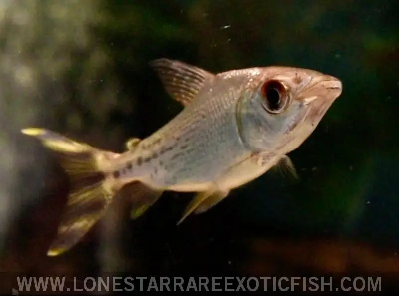 Yellow Flagtail Prochilodus / Semaprochilodus Insignis Live Freshwater Tropical Fish for Sale Online