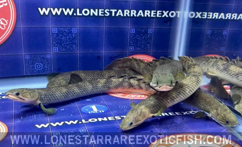 Zaire Green Bichir / Polypterus Retropinnis Live Freshwater Tropical Fish for Sale Online