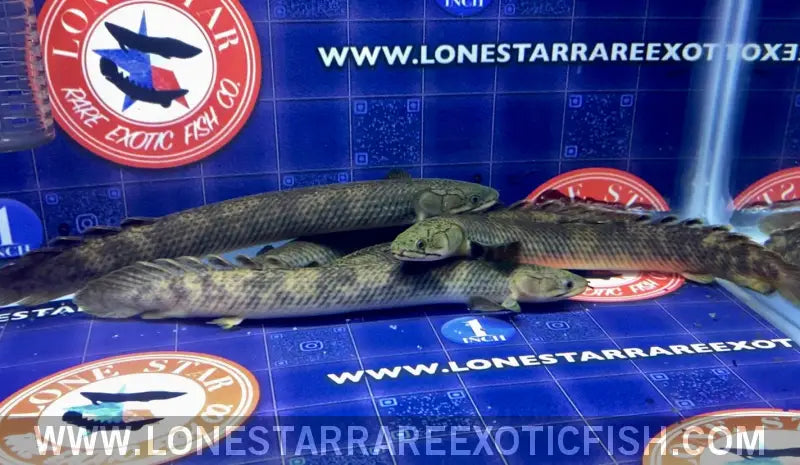Zaire Green Bichir / Polypterus Retropinnis Live Freshwater Tropical Fish for Sale Online