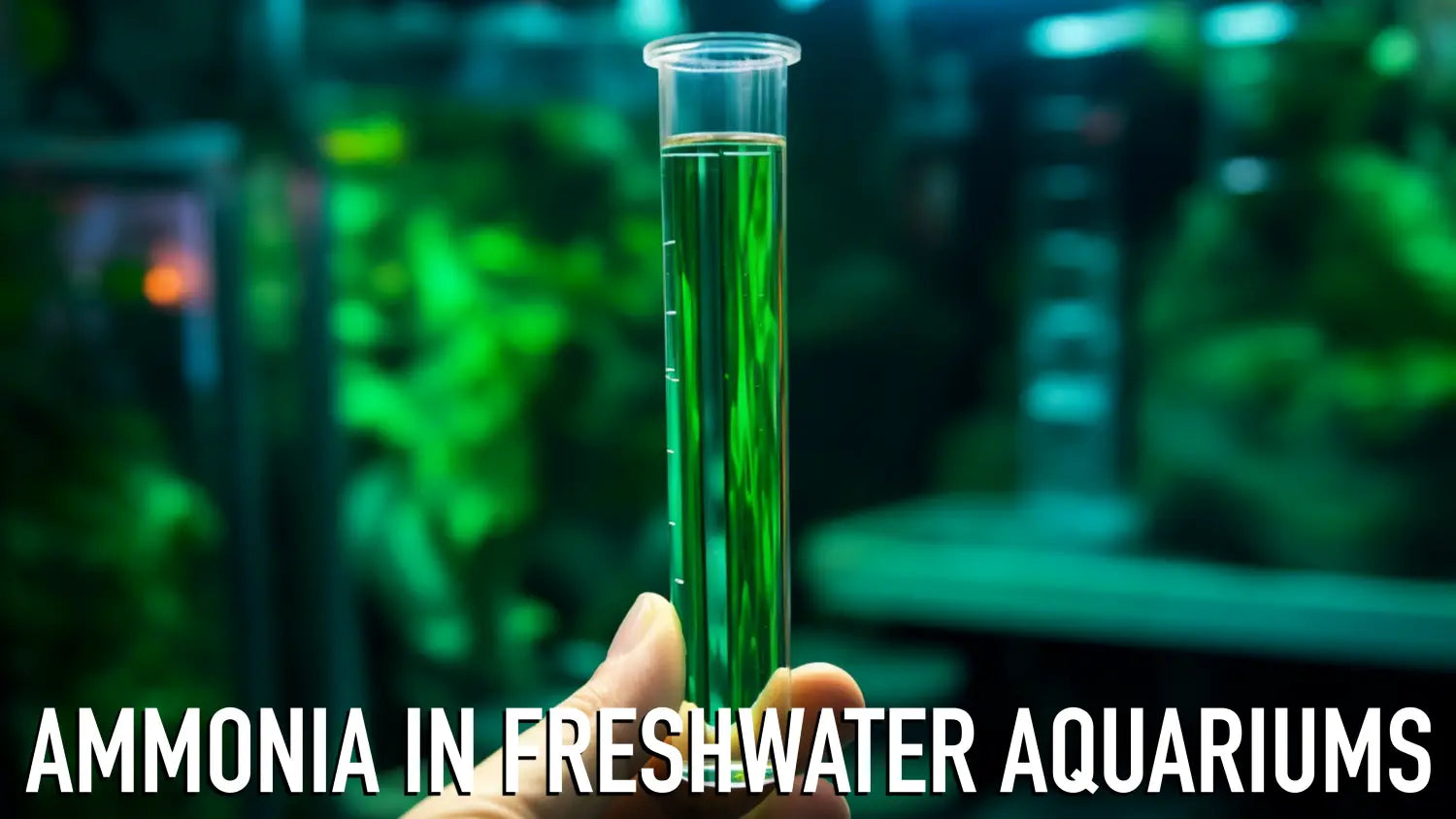 Ammonia in Freshwater Aquariums: Understanding, Monitoring, and Management