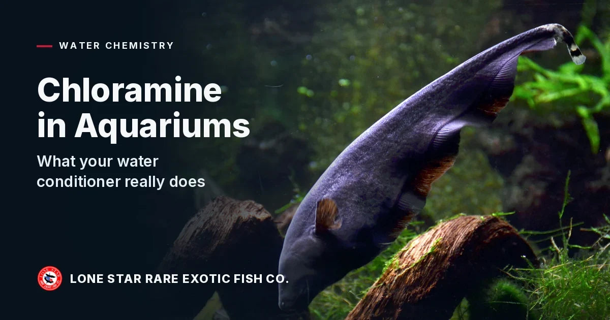 Black ghost knifefish curving down through driftwood and green plants in a dark aquarium