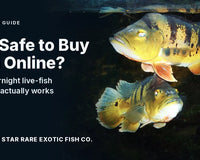 Two barred yellow peacock bass swimming together in a dark aquarium