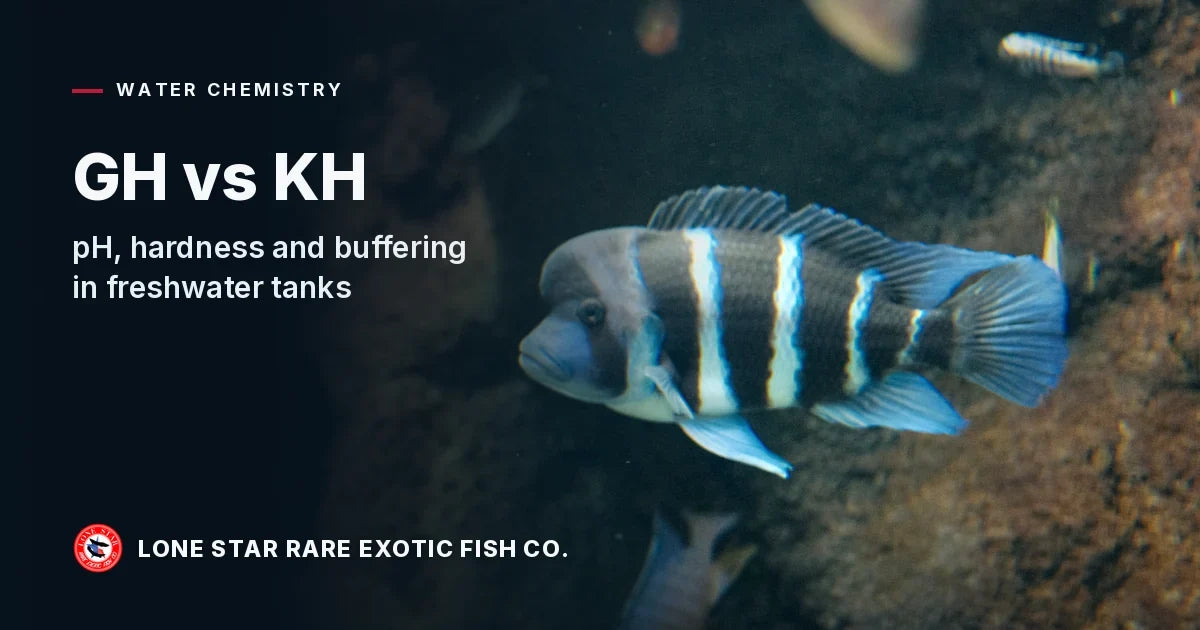 Blue-and-white banded frontosa cichlid swimming over dark rockwork