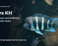 Blue-and-white banded frontosa cichlid swimming over dark rockwork