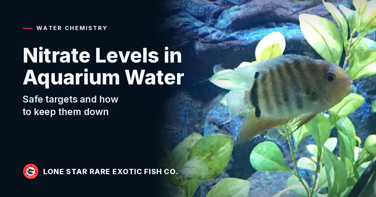 Barred green-gold severum among broad Anubias leaves in a planted aquarium