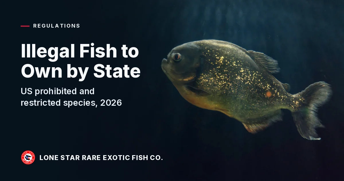 Gold-flecked red-bellied piranha swimming in dark water
