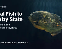 Gold-flecked red-bellied piranha swimming in dark water